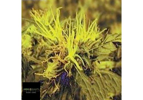 Black Label Seeds Blue Berries