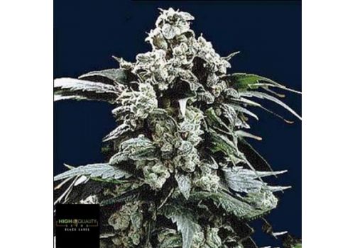 Black Label Seeds Hollands Hope