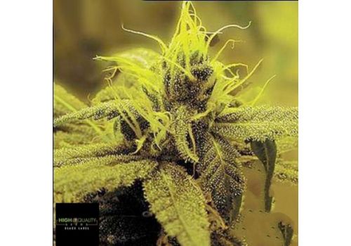 Black Label Seeds Neville's Haze