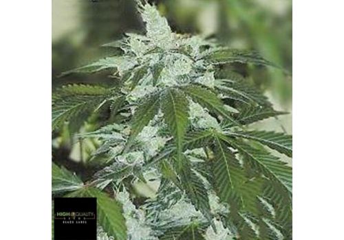Black Label Seeds Jack Herer