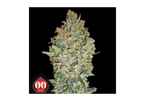 00 Seeds Hashchis Berry AKA Cheese Berry