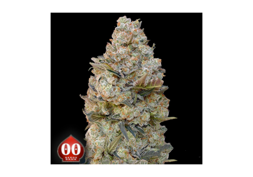 00 Seeds Chocolate Skunk