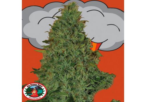 Big Buddha Seeds AUTO Critical Mass