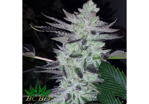 BC Bud Depot Seeds Deliquent OG