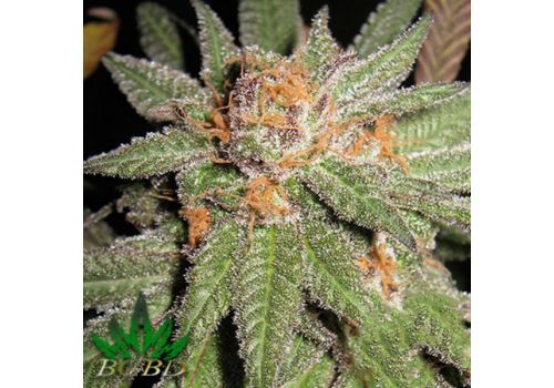 BC Bud Depot Seeds Dynamite OG