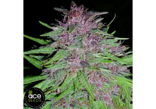 ACE Seeds Erdpurt