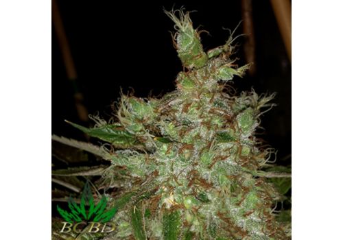 BC Bud Depot Seeds Garlic Cheese
