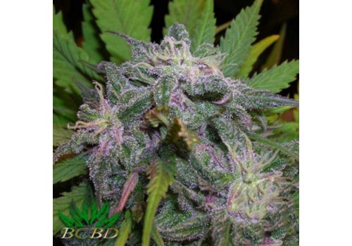 BC Bud Depot Seeds God's Gift