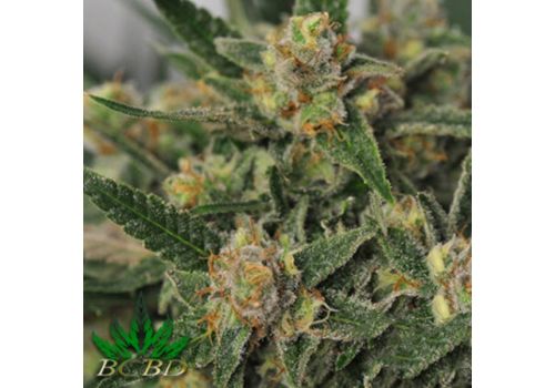 BC Bud Depot Seeds Harlequin Bx4