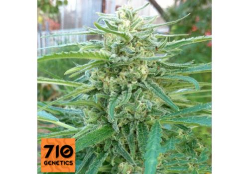 710 Genetics Seeds C99 Haze