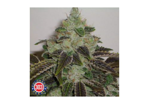 303 Seeds Jet Fuel G6