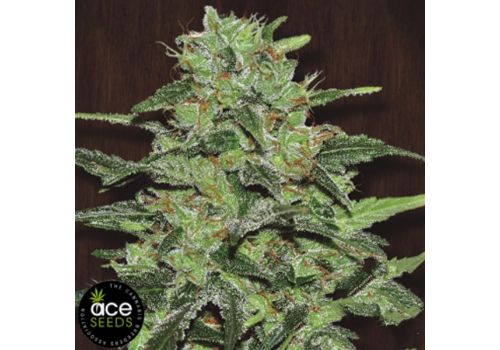 ACE Seeds Malawi