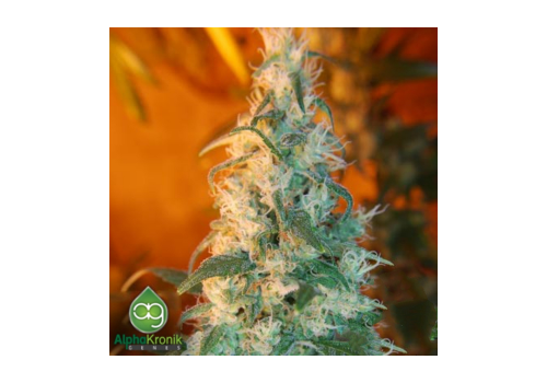 AlphaKronik Genes Seeds Sin City Line Nevada Privada
