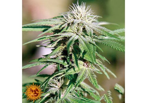 Barneys Farm Seeds Night Shade