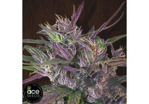 ACE Seeds Oldtimers Haze