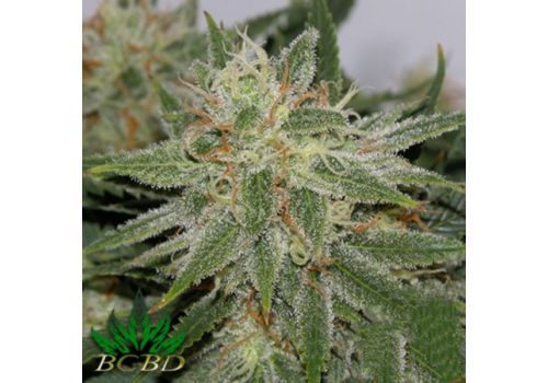 BC Bud Depot Seeds PampleMousse