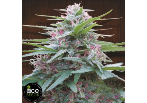 ACE Seeds Panama
