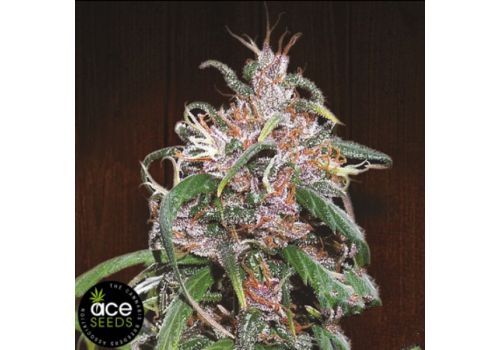 ACE Seeds Purple Haze x Thai