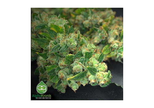 AlphaKronik Genes Seeds Skyscraper Kush