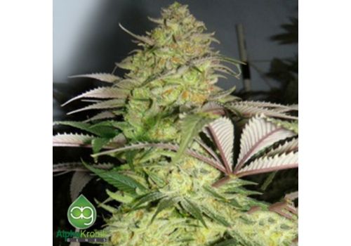 AlphaKronik Genes Seeds Snowdawg 2