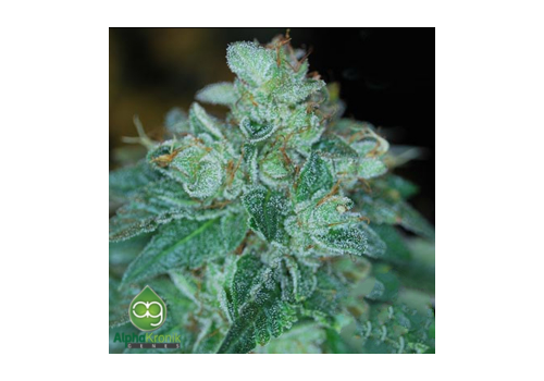 AlphaKronik Genes Seeds Snowdizzle