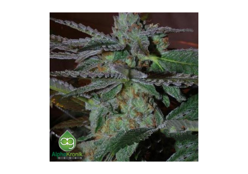 AlphaKronik Genes Seeds Snozzberry
