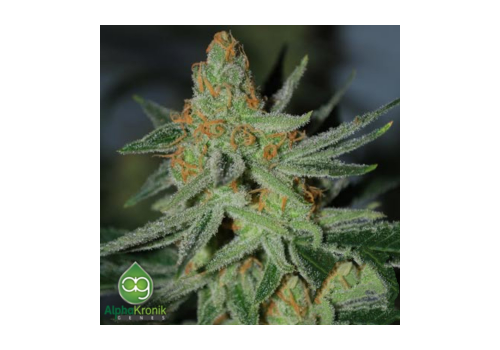 AlphaKronik Genes Seeds Superbomb