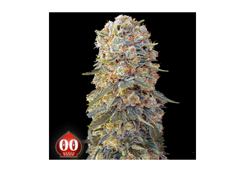 00 Seeds Sweet Critical