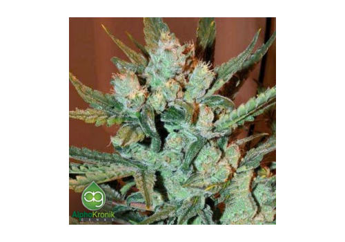 AlphaKronik Genes Seeds Taleggio