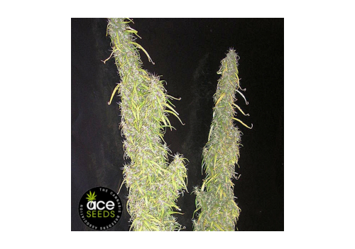 ACE Seeds Thai Stick