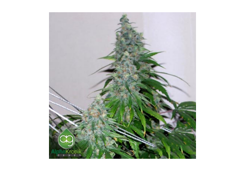 AlphaKronik Genes Seeds Sin City Line The Dawgfather