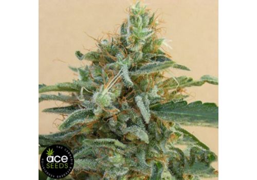 ACE Seeds Tikal