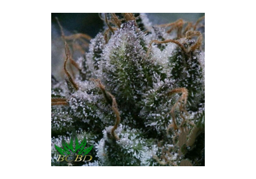 BC Bud Depot Seeds Tuna God