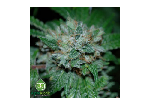 AlphaKronik Genes Seeds White Diamonds
