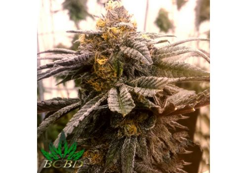 BC Bud Depot Seeds Wild Berry
