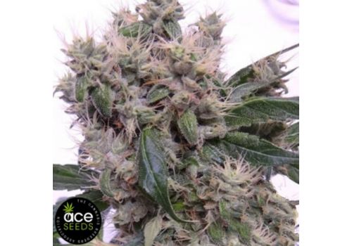 ACE Seeds Bubba Hash