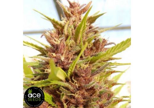 ACE Seeds Malawi x PCK