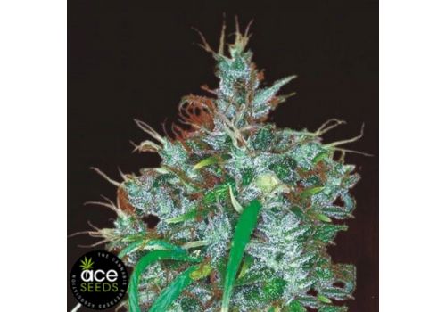 ACE Seeds Panama HAZE