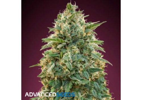 Advanced Seeds Amnesia