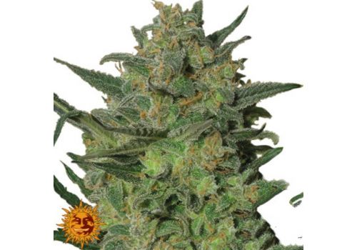 Barneys Farm Seeds LSD