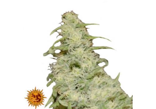 Barneys Farm Seeds Flower Power