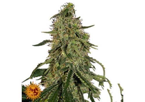 Barneys Farm Seeds Grape Ape