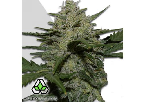 Auto Seeds Girl Scout Cookies
