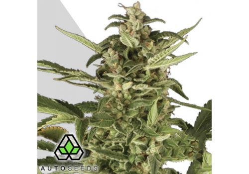 Auto Seeds Juicy Lucy AKA Auto Pounder with Cheese