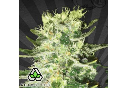 Auto Seeds MiG-29