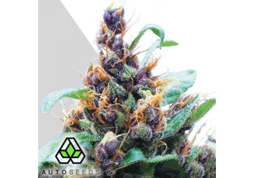 Auto Seeds Purple Stilton aka Purple Cheese