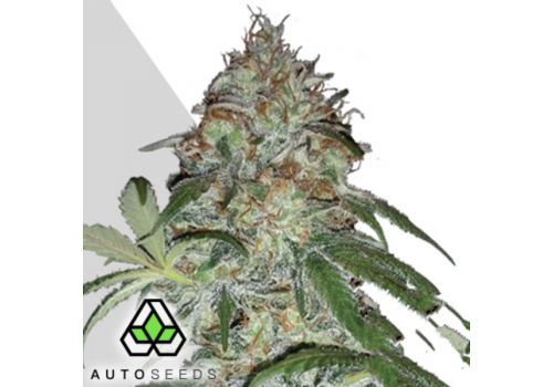 Auto Seeds Sucker Punch