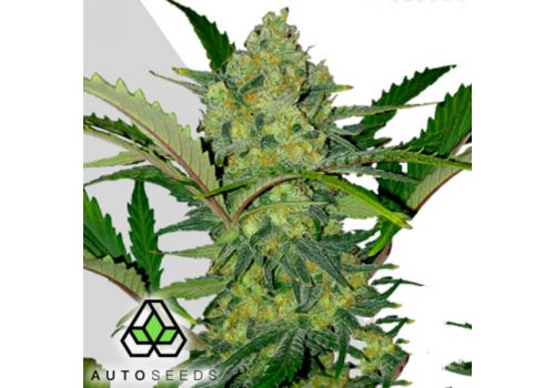 Auto Seeds Ultra Lemon Haze