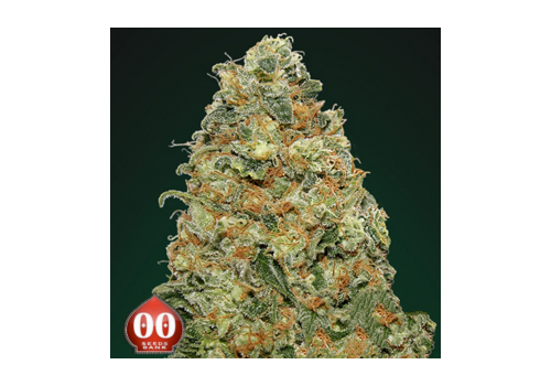 00 Seeds White Widow