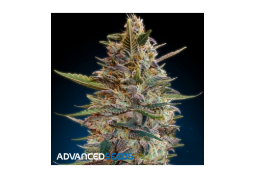 Advanced Seeds AUTO Blue Diesel